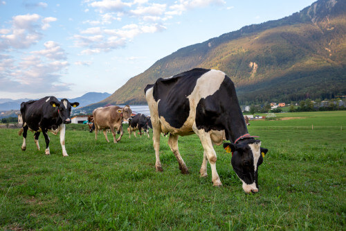 1 2 1 Expertise Dairy.JPG